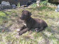 Tommy , a male American Pit Bull Terrier and Bluetick Coonhound for sale in Aiken, SC – Photo 4 of 5