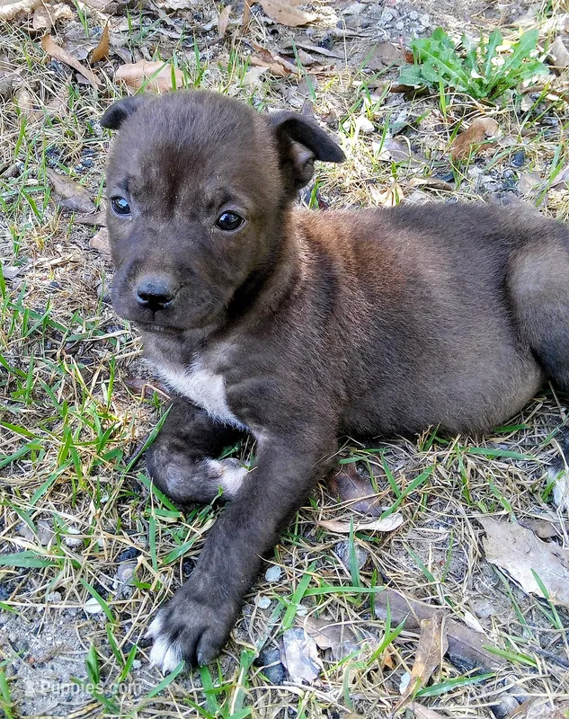 Tommy  – American Pit Bull Terrier, Bluetick Coonhound puppy for sale in Aiken, SC