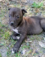 Tommy , a male American Pit Bull Terrier and Bluetick Coonhound for sale in Aiken, SC – Photo 1 of 2