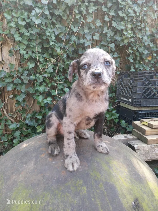 Davey  – American Pit Bull Terrier, Bluetick Coonhound puppy for sale in Aiken, SC