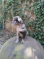 Davey , a male American Pit Bull Terrier and Bluetick Coonhound for sale in Aiken, SC – Photo 2 of 3