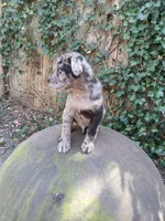 Davey , a male American Pit Bull Terrier and Bluetick Coonhound for sale in Aiken, SC – Photo 3 of 3