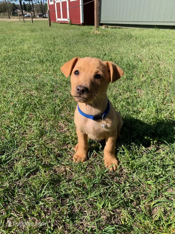 Barney  – American Pit Bull Terrier, Bluetick Coonhound puppy for sale in Aiken, SC