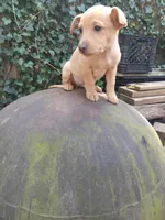 Barney , a male American Pit Bull Terrier and Bluetick Coonhound for sale in Aiken, SC – Photo 3 of 4
