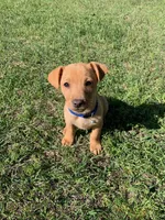 Barney , a male American Pit Bull Terrier and Bluetick Coonhound for sale in Aiken, SC – Photo 7 of 8