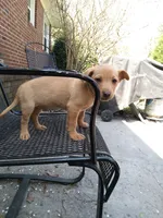 Barney , a male American Pit Bull Terrier and Bluetick Coonhound for sale in Aiken, SC – Photo 4 of 4