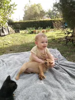 Barney , a male American Pit Bull Terrier and Bluetick Coonhound for sale in Aiken, SC – Photo 8 of 8