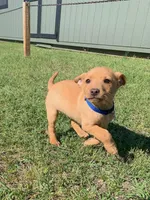 Barney , a male American Pit Bull Terrier and Bluetick Coonhound for sale in Aiken, SC – Photo 4 of 8
