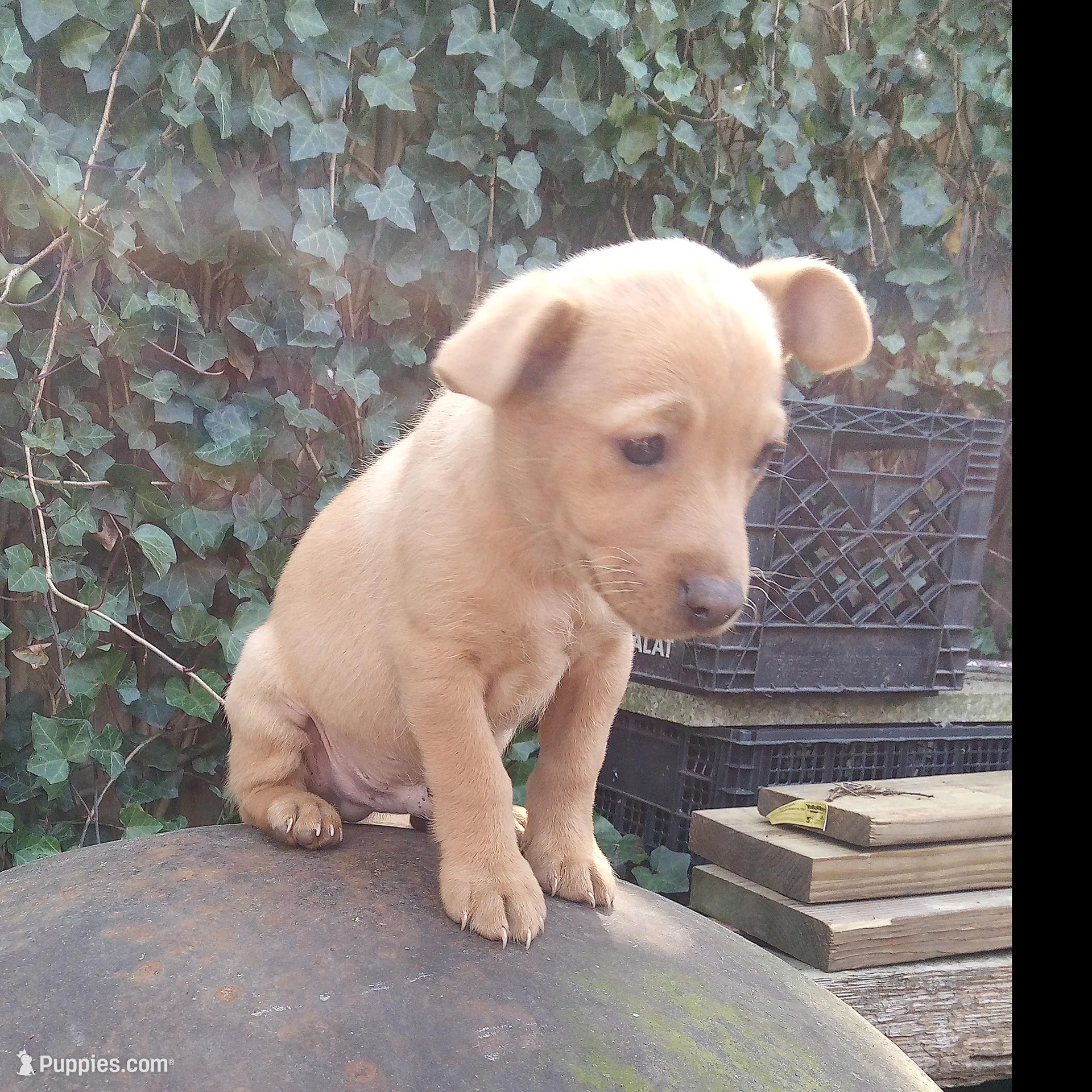 Barney , a male American Pit Bull Terrier and Bluetick Coonhound for sale in Aiken, SC – Photo 2 of 4