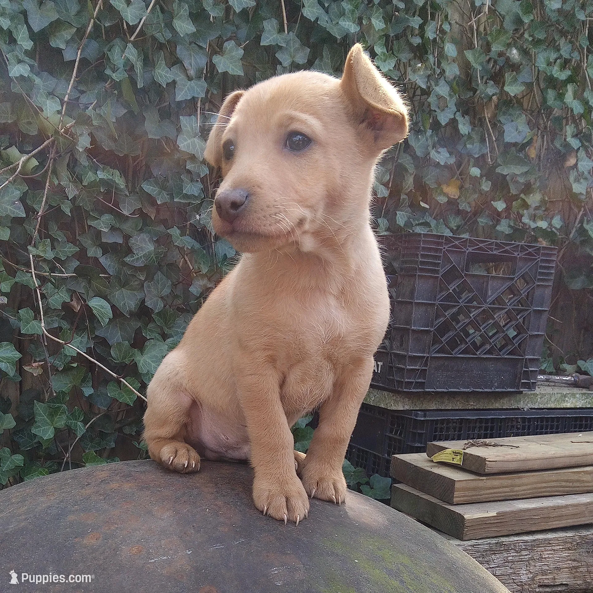 Barney  – American Pit Bull Terrier, Bluetick Coonhound puppy for sale in Aiken, SC