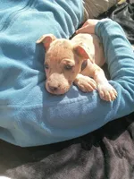 Heidi , a female American Pit Bull Terrier and Bluetick Coonhound for sale in Aiken, SC – Photo 5 of 10
