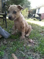 Heidi , a female American Pit Bull Terrier and Bluetick Coonhound for sale in Aiken, SC – Photo 2 of 3