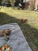 Heidi , a female American Pit Bull Terrier and Bluetick Coonhound for sale in Aiken, SC – Photo 3 of 3