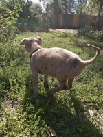 Heidi , a female American Pit Bull Terrier and Bluetick Coonhound for sale in Aiken, SC – Photo 10 of 10