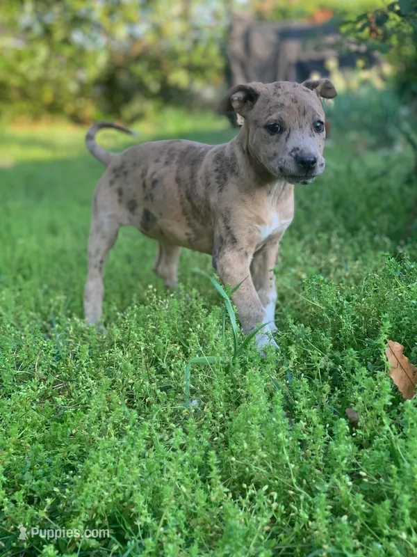 Heidi  – American Pit Bull Terrier, Bluetick Coonhound puppy for sale in Aiken, SC