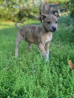 Heidi , a female American Pit Bull Terrier and Bluetick Coonhound for sale in Aiken, SC – Photo 1 of 10