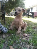 Heidi , a female American Pit Bull Terrier and Bluetick Coonhound for sale in Aiken, SC – Photo 1 of 3