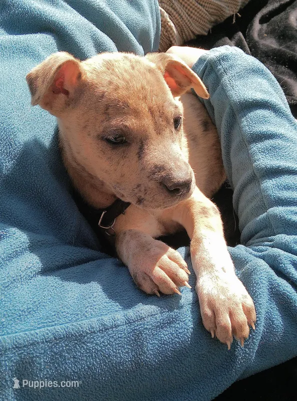 Heidi  – American Pit Bull Terrier, Bluetick Coonhound puppy for sale in Aiken, SC