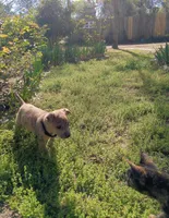Heidi , a female American Pit Bull Terrier and Bluetick Coonhound for sale in Aiken, SC – Photo 4 of 10