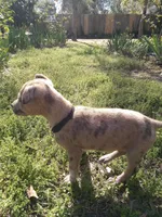 Heidi , a female American Pit Bull Terrier and Bluetick Coonhound for sale in Aiken, SC – Photo 9 of 10