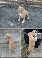 Tammy, a female American Bully for sale in Harrisburg, PA – Photo 1 of 2