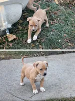 Tammy, a female American Bully for sale in Harrisburg, PA – Photo 2 of 2