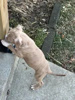 Kelly, a male American Bully for sale in Harrisburg, PA – Photo 4 of 4