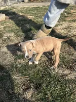 Kelly, a male American Bully for sale in Harrisburg, PA – Photo 3 of 4