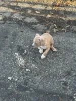 Kelly, a male American Bully for sale in Harrisburg, PA – Photo 2 of 4