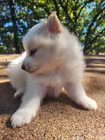 Snow Boy , a male Pomeranian for sale in Harrah, OK – 3 of 3