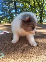 Beauty , a female Pomeranian for sale in Harrah, OK – 4 of 4