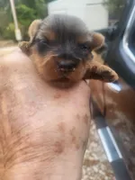 Daisy, a female Yorkshire Terrier for sale in Harrah, OK – 1 of 2