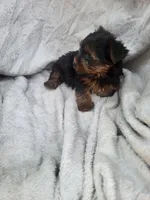 Jill , a female Yorkshire Terrier for sale in Harrah, OK – 5 of 6