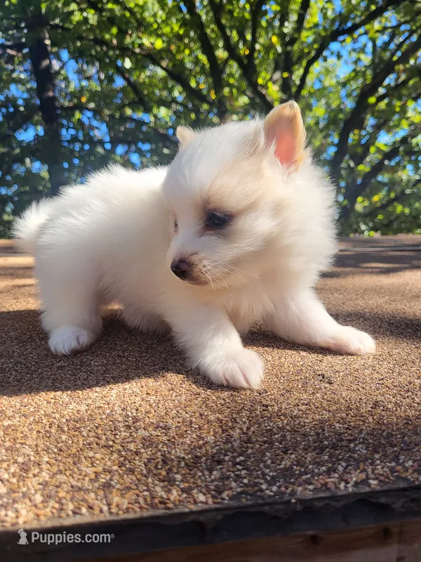 Snow Boy  – Pomeranian puppy for sale in Harrah, OK