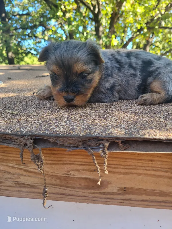 Daisy – Yorkshire Terrier puppy for sale in Harrah, OK