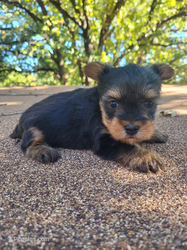 Dylan  – Yorkshire Terrier puppy for sale in Harrah, OK
