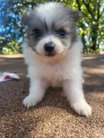 Beauty , a female Pomeranian for sale in Harrah, OK – 2 of 4