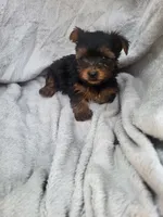 Jill , a female Yorkshire Terrier for sale in Harrah, OK – 4 of 6