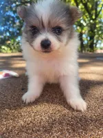 Beauty , a female Pomeranian for sale in Harrah, OK – 3 of 4