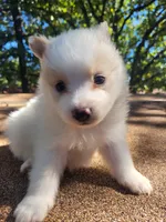 Snow Boy , a male Pomeranian for sale in Harrah, OK – 2 of 3