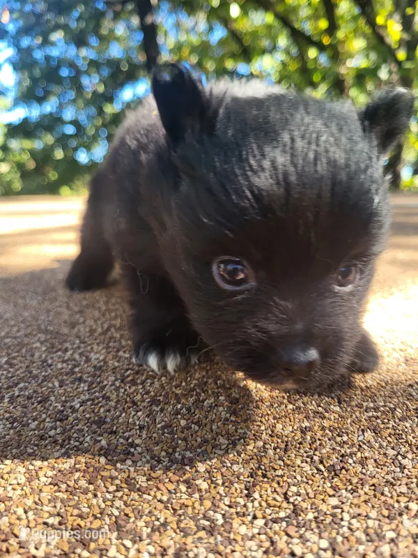 Black Bear  – Pomeranian puppy for sale in Harrah, OK