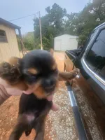 Dylan , a male Yorkshire Terrier for sale in Harrah, OK – 3 of 3