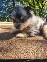 Blue Boy , a male Pomeranian for sale in Harrah, OK – 3 of 3