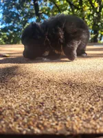 Black Bear , a male Pomeranian for sale in Harrah, OK – 2 of 3
