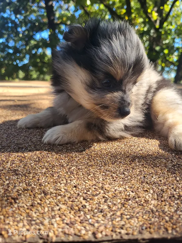 Blue Boy  – Pomeranian puppy for sale in Harrah, OK