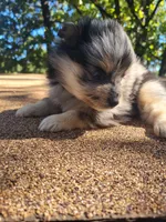 Blue Boy , a male Pomeranian for sale in Harrah, OK – 1 of 3