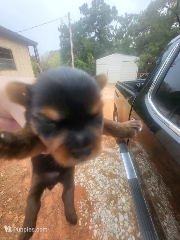 Dylan  – Yorkshire Terrier puppy for sale in Harrah, OK