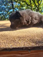 Black Bear , a male Pomeranian for sale in Harrah, OK – 3 of 3