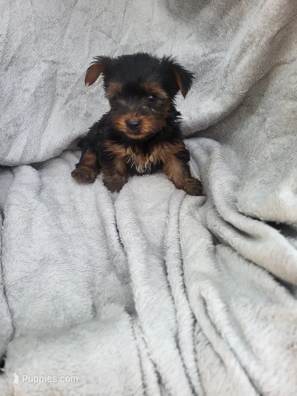 Jill  – Yorkshire Terrier puppy for sale in Harrah, OK