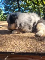 Blue Boy , a male Pomeranian for sale in Harrah, OK – 2 of 3